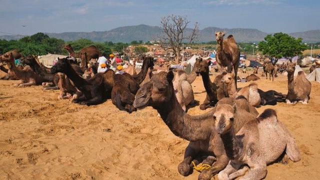 폭염에 몰려온 1000마리 낙타 떼…호주 마을 '아수라장'