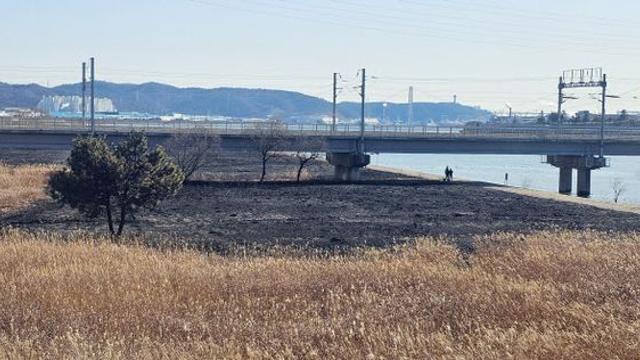 울산 태화강 억새 군락지 불 지른 50대 남성 긴급체포