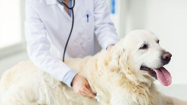 용인시, 70세 이상·취약계층 ‘찾아가는 반려동물 진료’ 개시