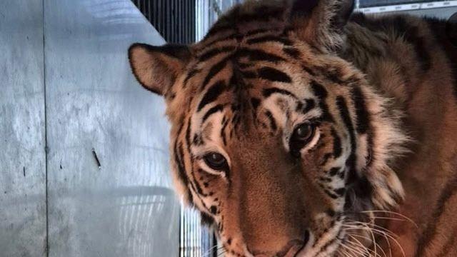 청주동물원 스무살 호랑이 '이호', 노환으로 자연사