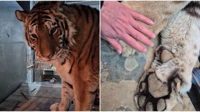 청주동물원서 20년간 사랑받은 시베리아 호랑이 이호, 하늘나라 별이 됐다 (사인)