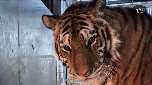 청주동물원서 태어난 20살 호랑이 '이호' 무지개다리 건너