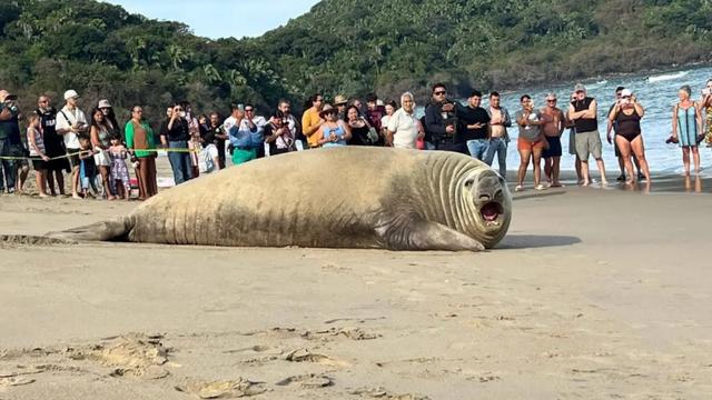 어제 멕시코 해변, 거대 생명체 ㄷㄷ