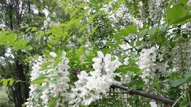 한국에 축복인 미국산 식물