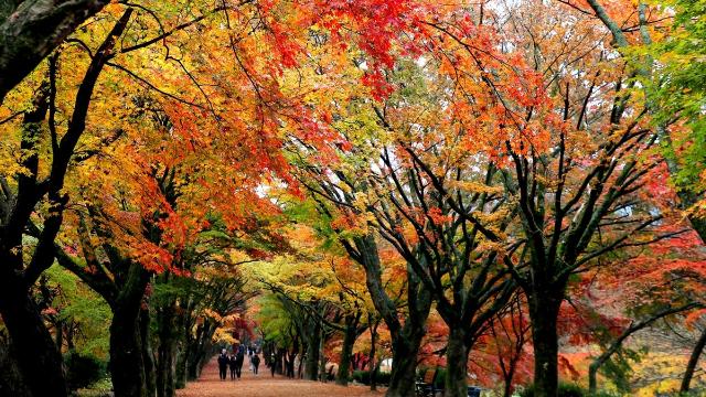 지난해 정읍 방문객 수 1천177만명…