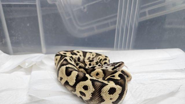 강남역 화장실서 발견된 뱀, 알고 보니 멸종위기종 '볼파이톤'이었다