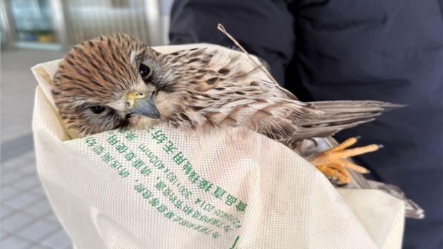 대체 무슨 일 있었길래…부산 도심서 쓰러진 채 발견된 '천연기념물'