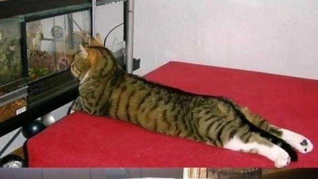 고양이 키우는 집에 수족관