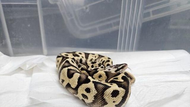 강남 지하철 화장실서 발견된 멸종위기 뱀…국립생태원 이송