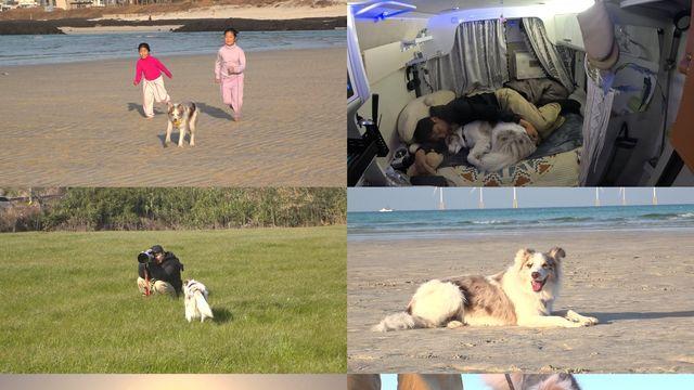 ‘동물농장’ 모든 걸 내려놓고 반려견과 제주도로 향한 이유