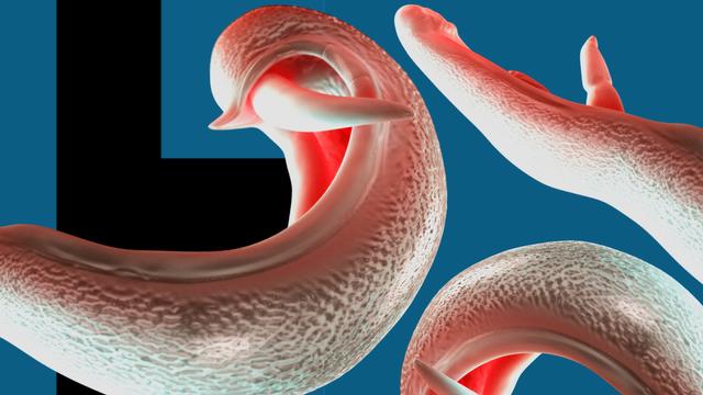 '생식기 침입 기생충'의 국제적 확산 가능성