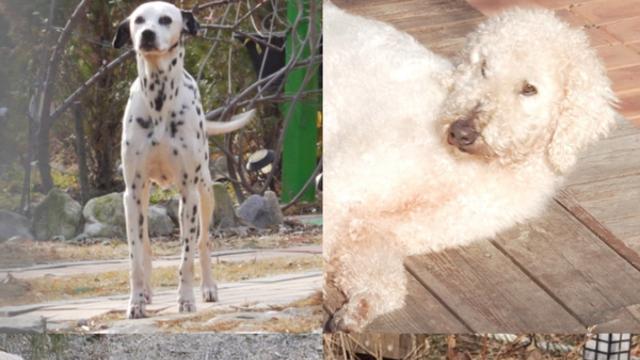 '개늑시 시즌2' 지옥이 된 개토피아, 평화 흔든 늑대의 정체 