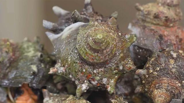 한국인 99%가 소라나 골뱅이로 잘못 알고 먹는다는 '이것'의 정체