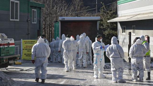 포천 ASF 발생 농가, 살처분 인력 투입 [포토뉴스]