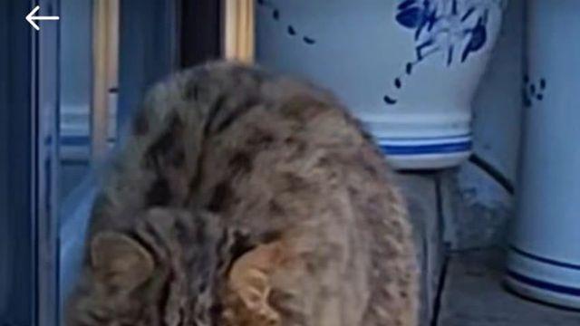 삵을 만난 동네 들고양이들