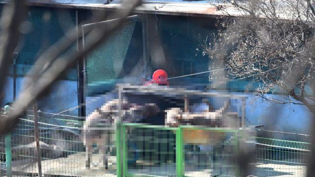 아프리카돼지열병(ASF) 확산 [포토뉴스]