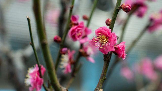 설 연휴 전국 국립박물관서 다양한 문화 체험 행사 개최