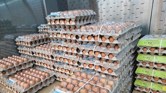 설 명절 코앞인데···AI·ASF 동시 확산에 방역 긴장 고조(종합)