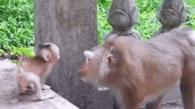 지 새끼가 이뻐죽는 어미 원숭이