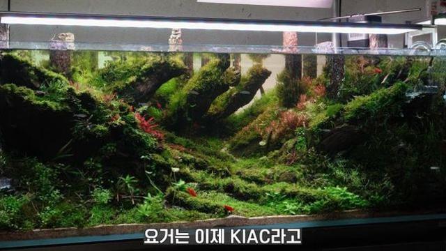 20살에 국제 어항꾸미기 대회 1위한 사람