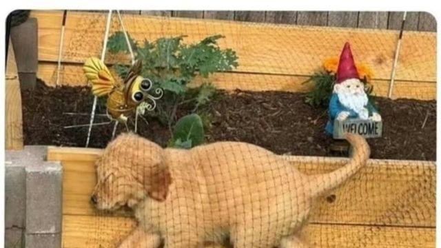 강아지 화단에 못 들어가가 망 쳐놨는데