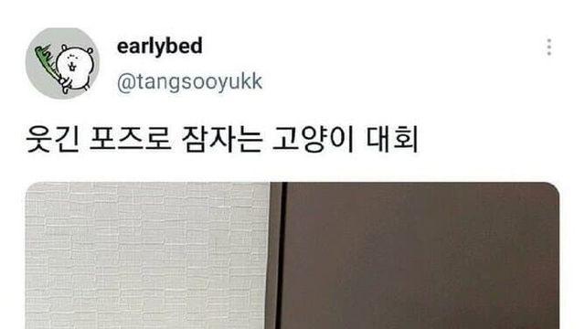 애옹스 꿀잠대회