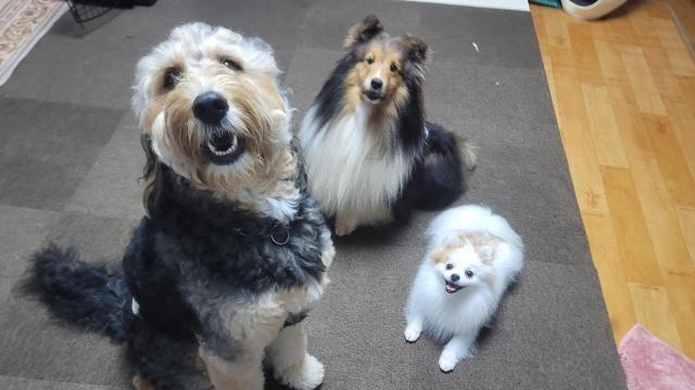 서울시, 사회적 약자 위한 ‘우리동네 펫위탁소’ 운영