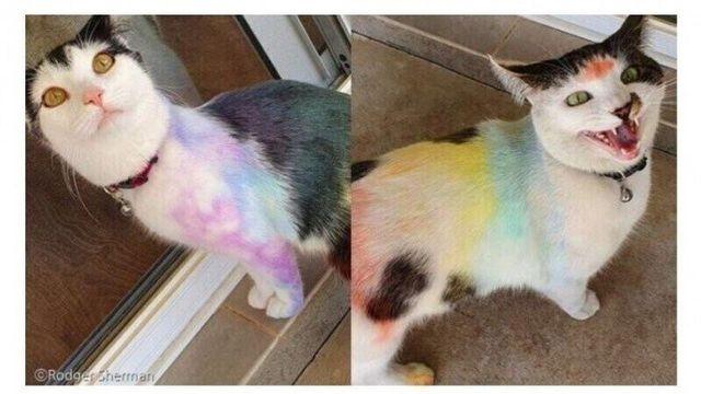 고양이 몸에 낙서 하는 범인