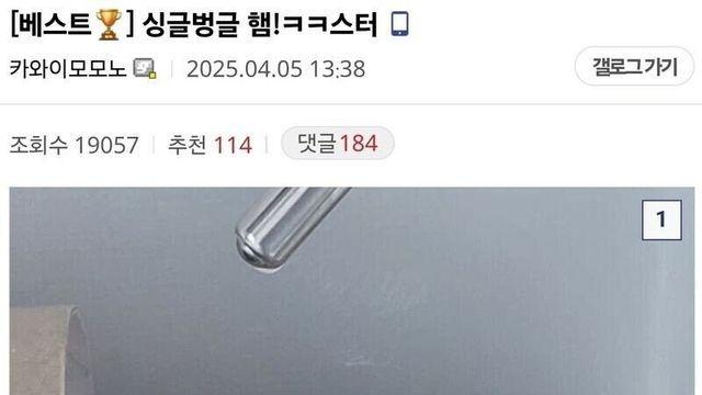 10년간 햄스터 키우기 한우물만 판 디시인