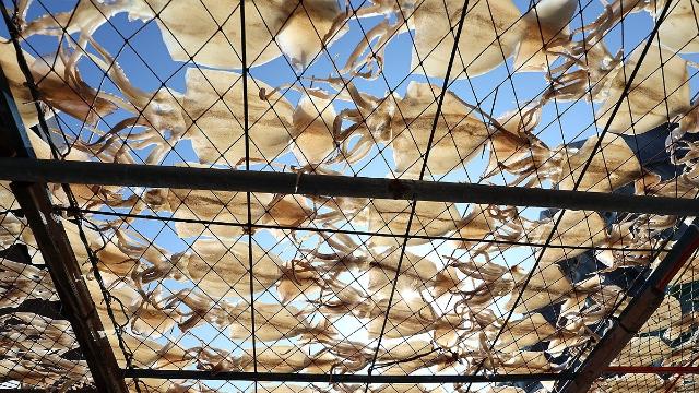 동해 오징어 생산 4년새 77% 급감…어선 감척 지원금 현실화