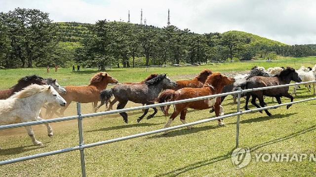 병오년 말의 해, '말의 고장' 제주에서 가볼 만한 곳은