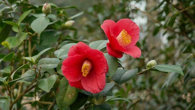 고향 내려가기 전 들르기 딱…설 연휴에 실내에서 즐기는 ‘겨울 꽃 여행지’