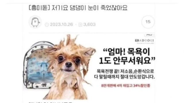 강아지 목욕 광고