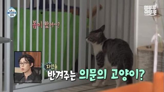 [나혼자산다] 최근 시각장애고양이 구조&입양한 배우 옥자연.jpg