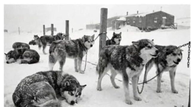 남극에 버려진 탐사견들