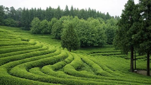 CNN도 놀란 한국 최고 명소... 170만 평 광활한 규모를 자랑하는 '이곳'
