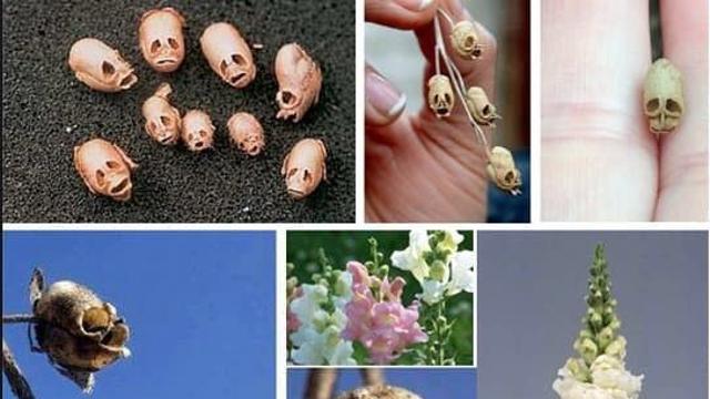 전세계 희귀 모양 식물..Top 5