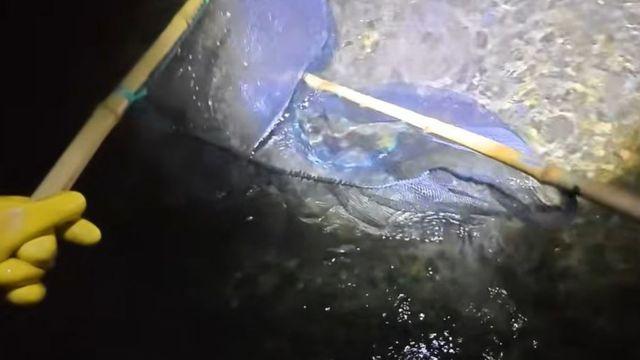 여기 있으면 안 되는데…하천 족대질하자 발견된 두 눈 의심 '이 생물' 정체