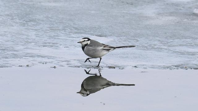 [내일날씨] 눈 녹는다는 '우수'에도 아침 영하권…낮엔 포근