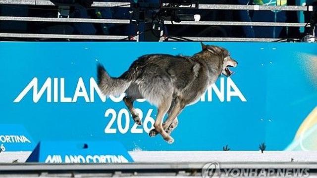동계올림픽 진짜 '개판'이었다!…큼지막한 개 '돌발 난입', 크로스컨트리 같이 달렸다→