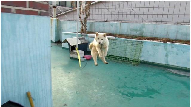 진돗개를 풀어 키우면 안되는 이유...jpg