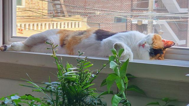 퇴원 9시간 만에 떠난 고양이…보호자는 마취기록지를 볼 수 없었다