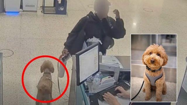 반려견 동반 탑승 거부하자 공항에 강아지 버리고 간 여성