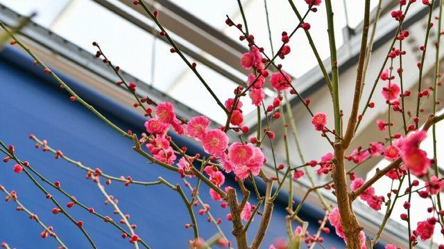 남들보다 한발 먼저 만나는 봄!… 매화로드 따라 '봄꽃 여행' 떠나볼까