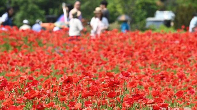 [문학IN] 현종과 양귀비의 사랑, '비익연리(比翼連理)'란 사자성어 유래