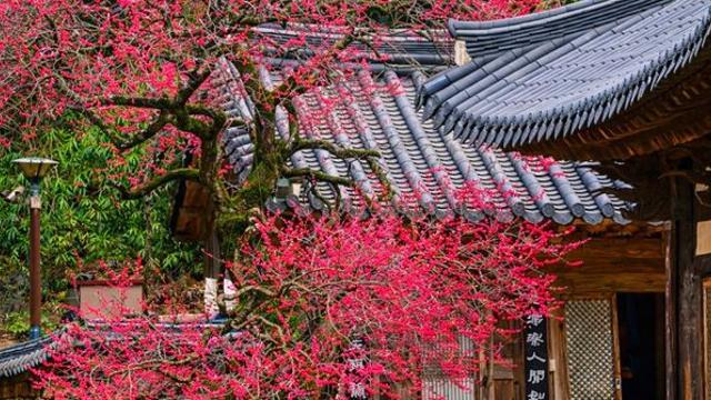 지리산 자락에서 무료로 즐기세요... 3월이면 '매화 명소'로 난리나는 국내 명소