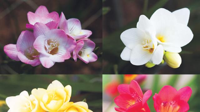 [하루, 꽃말] 프리지어-순결, 순진한 마음