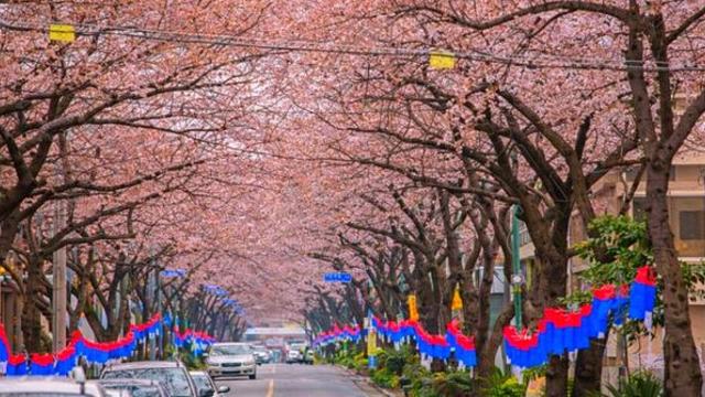 3~4월 어디 갈지 고민된다면?… 봄 여행 '검색량 65%' 늘어난 ‘한국 여행지’ 4곳