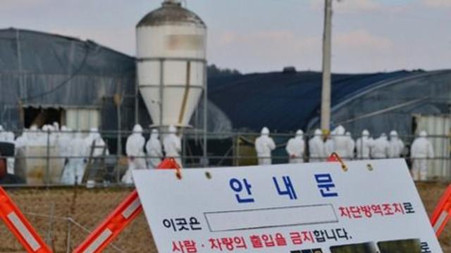 [이슈PICK+] 가축 전염병에 축산농가 울상···AI·ASF 이어 구제역까지