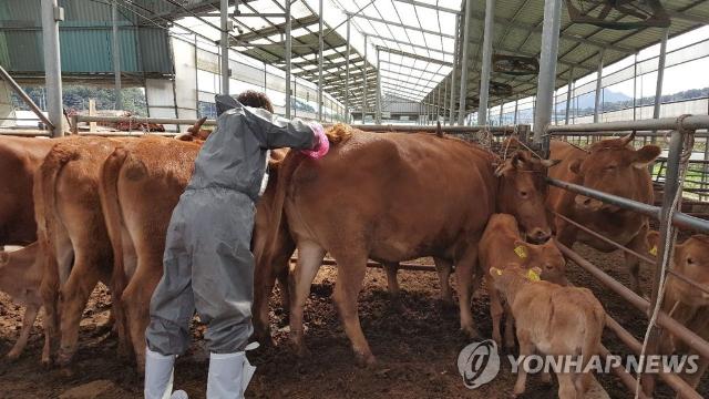 전북도, 구제역 백신 일제 접종 시기 앞당겨…내달 15일까지
